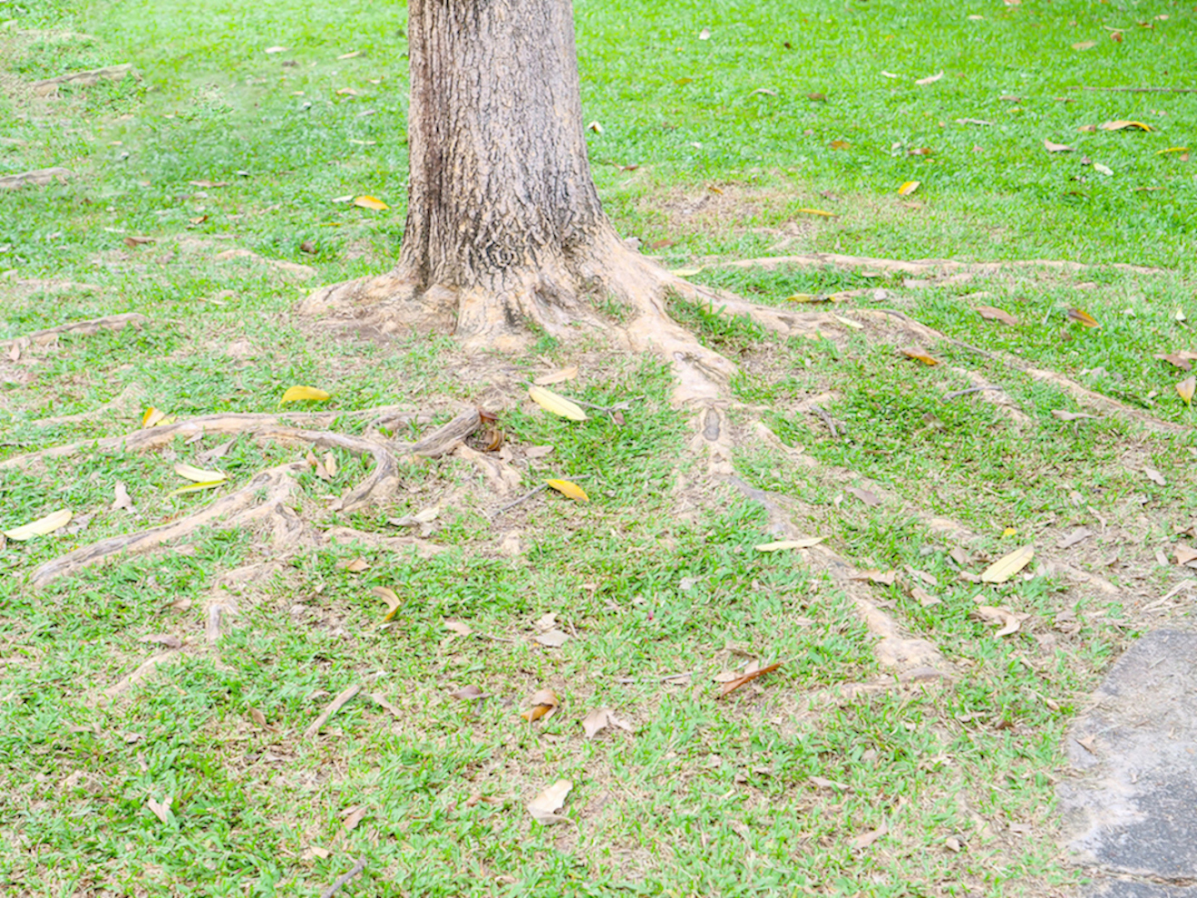 tree with visible roots growing in the ground