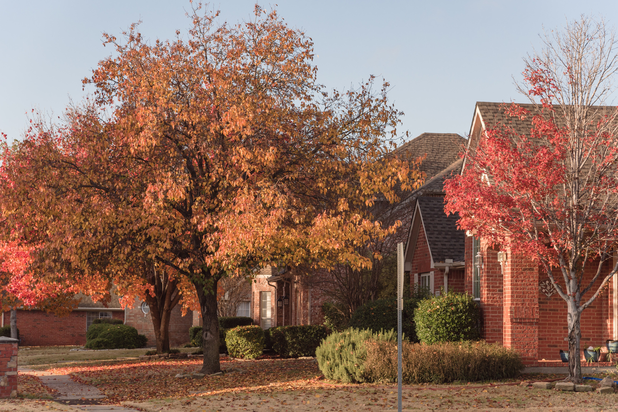 Colorful fall foliage at front lawn of residential house near Dallas, Texas, USA. Thick carpet of ground Bradford pear leaves at sunrise
