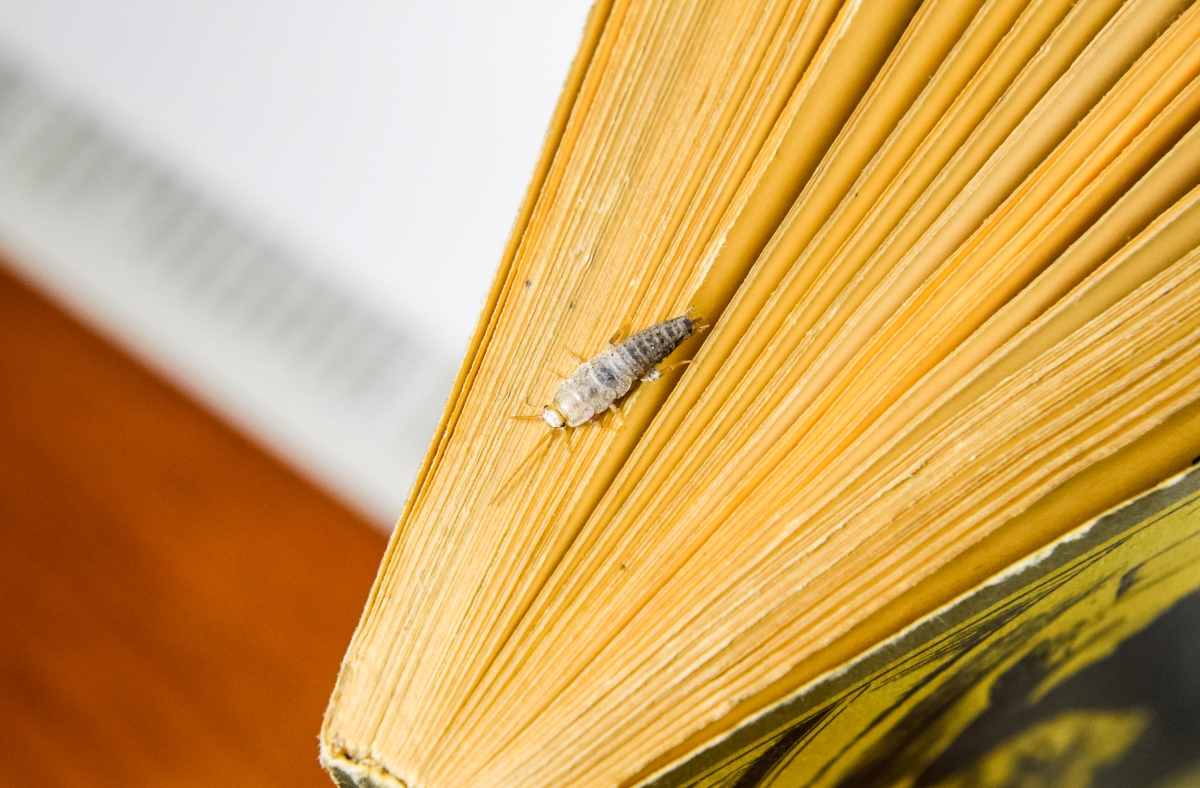 Silver bug on pages of a book