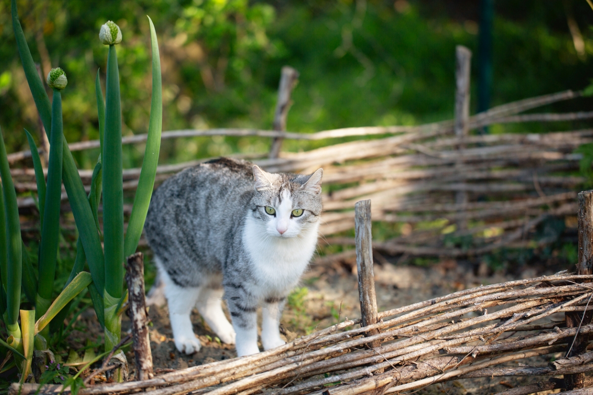 Cat in vegetable garden