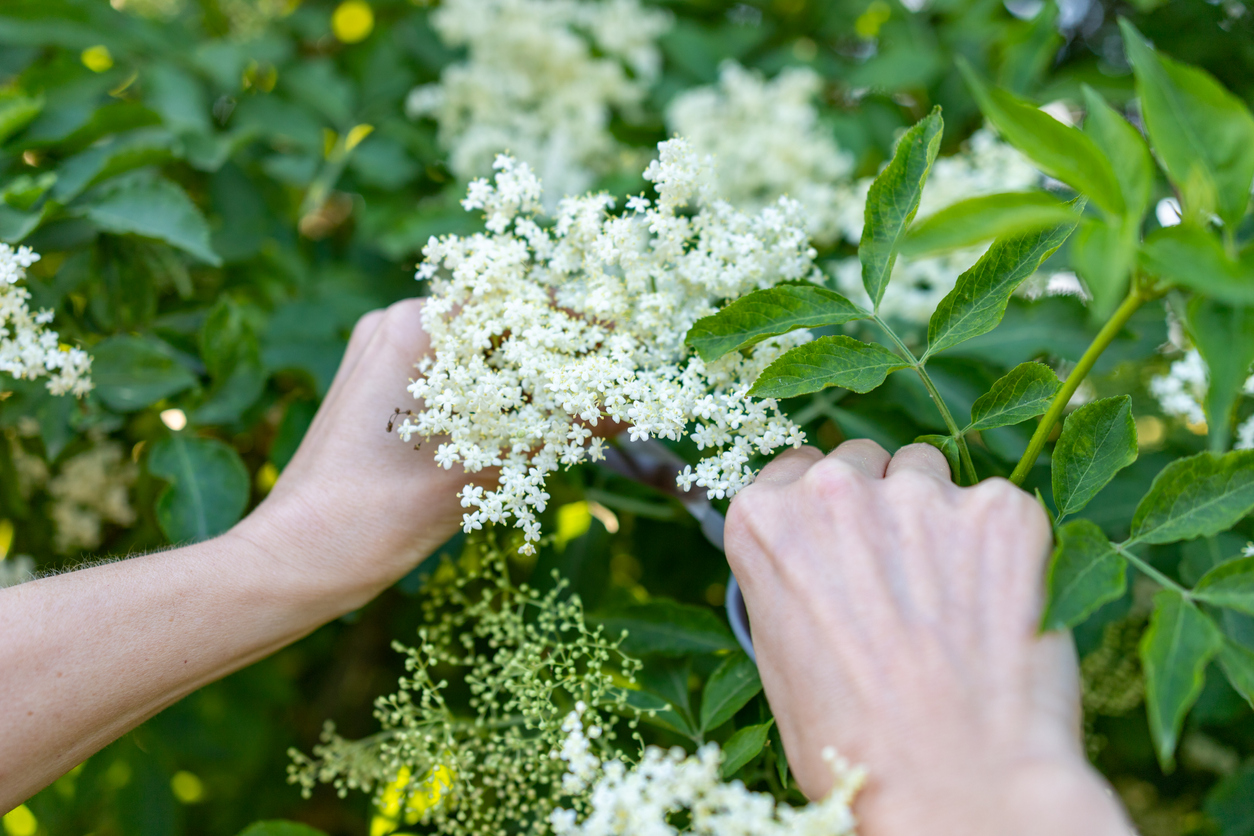 woman's hands using scissors to snip off white elderberry blossom from bush