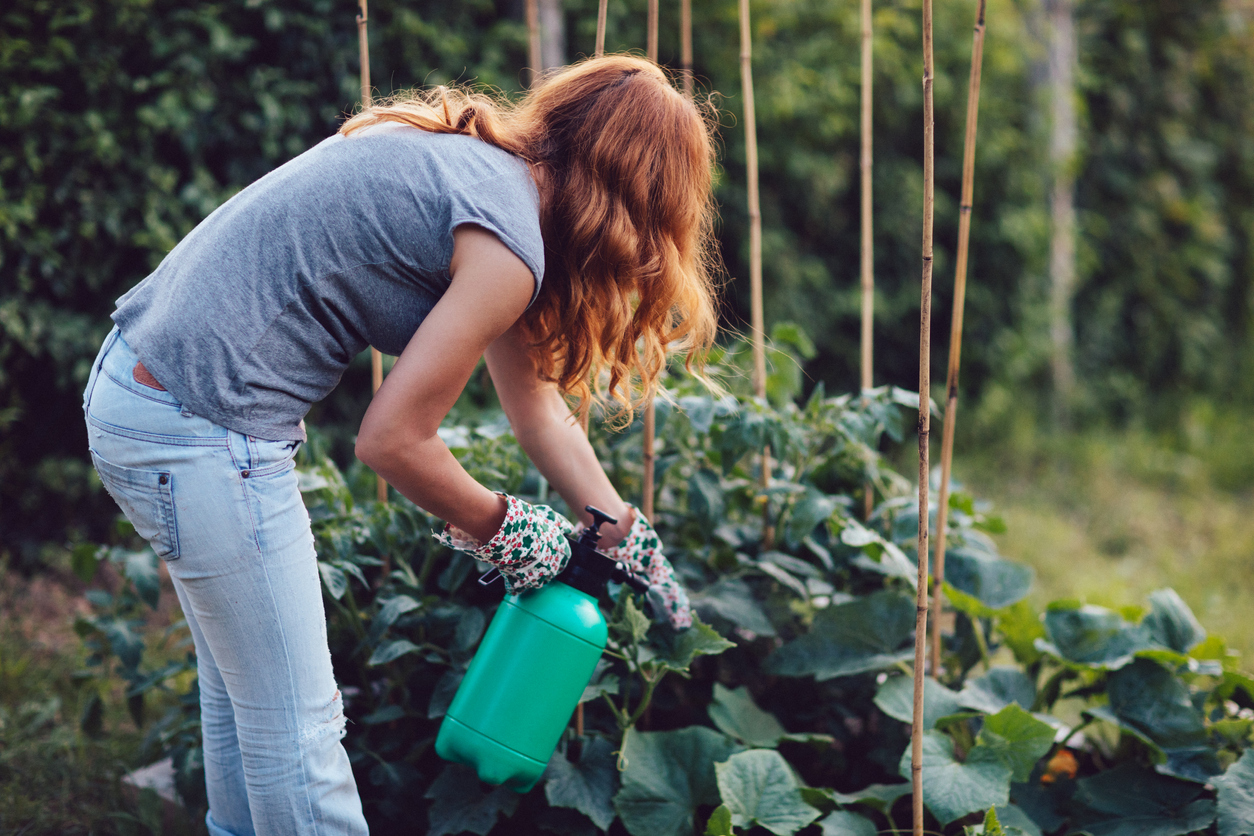 gardener using bottle to apply pesticide to crop of vegetable plants