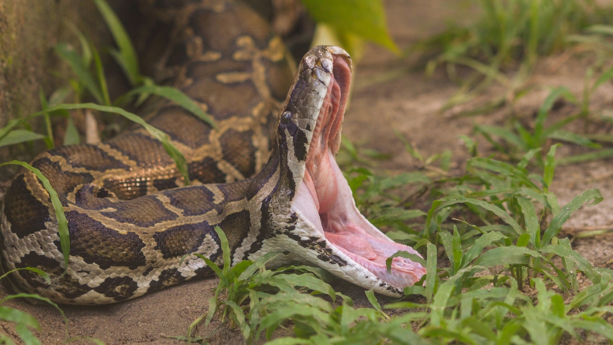 Snake with mouth open