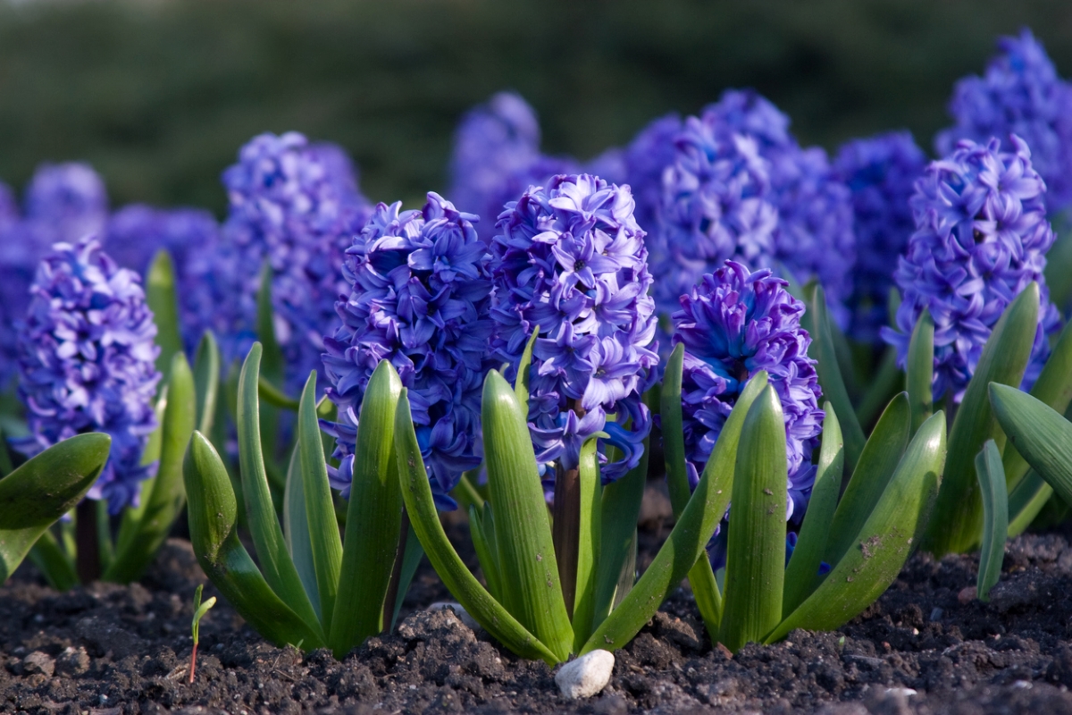 Blue Hyacinth plants