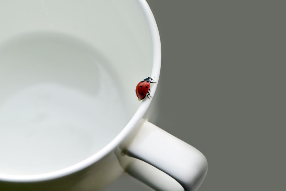 Red ladybug on cup