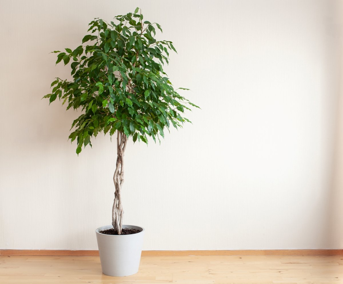 15 Trees and Shrubs That Thrive in Containers - Bob Vila