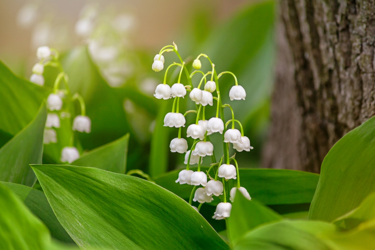White lily of the valley bell flowers