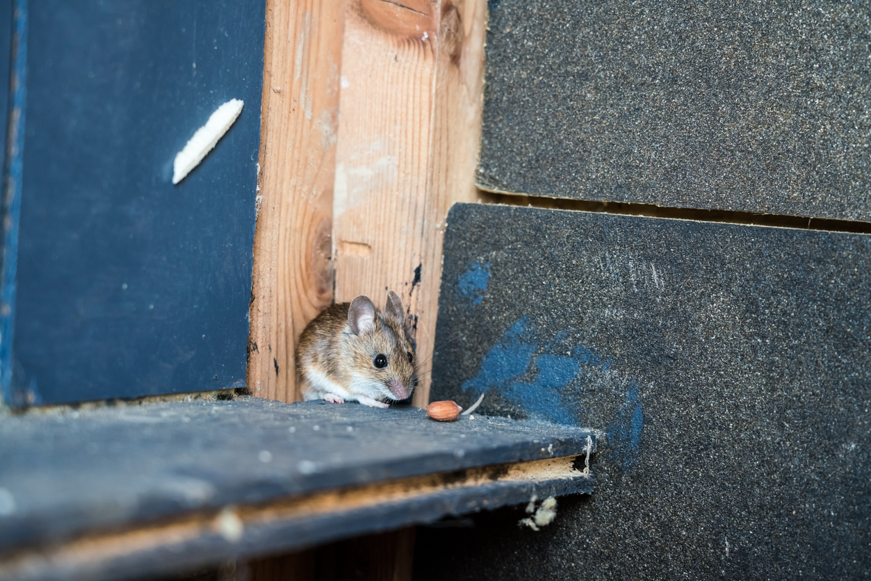 a small brown mouse in the corner of an attic