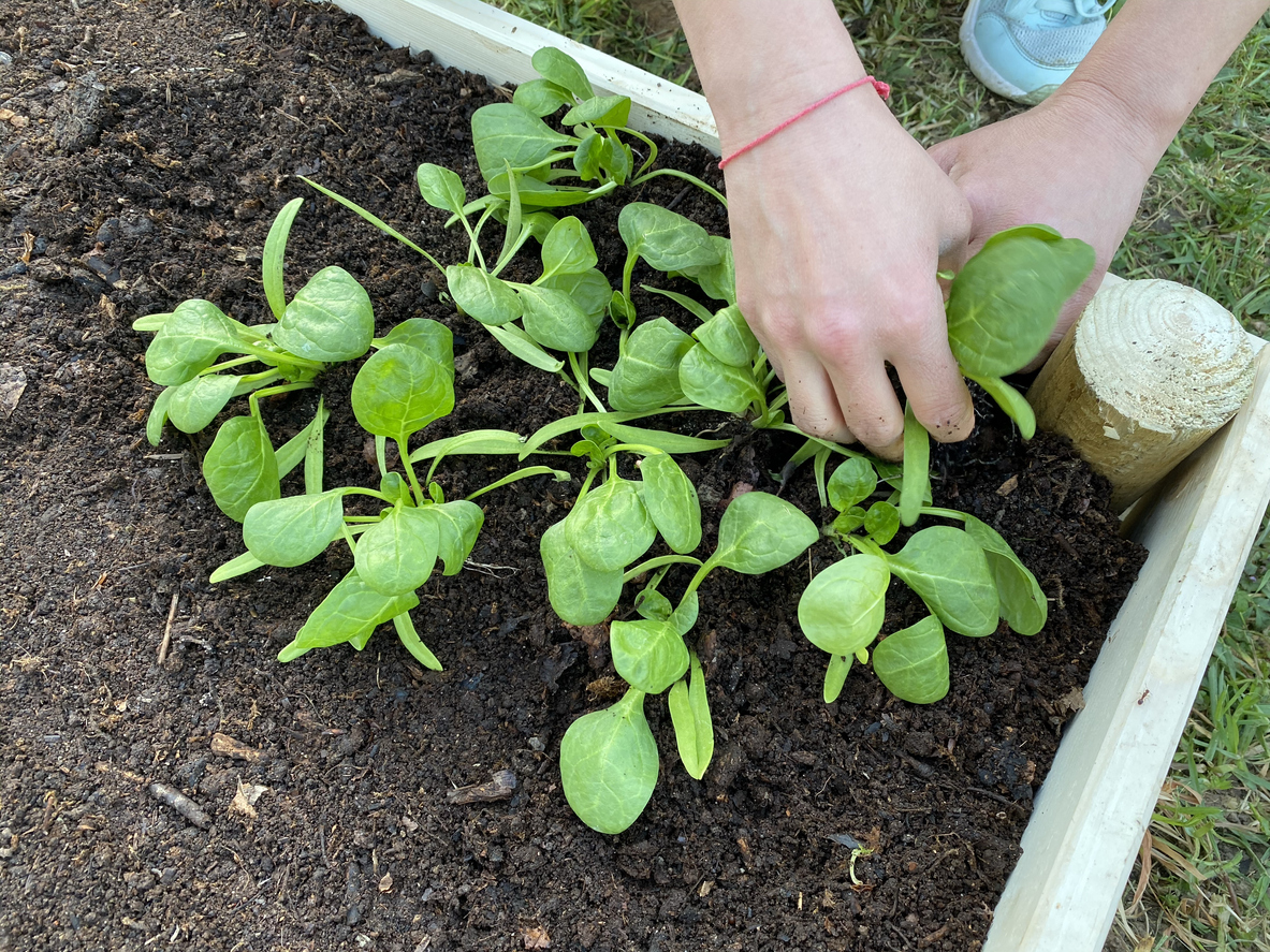 woman's hand planting baby spinach in a gardening crate