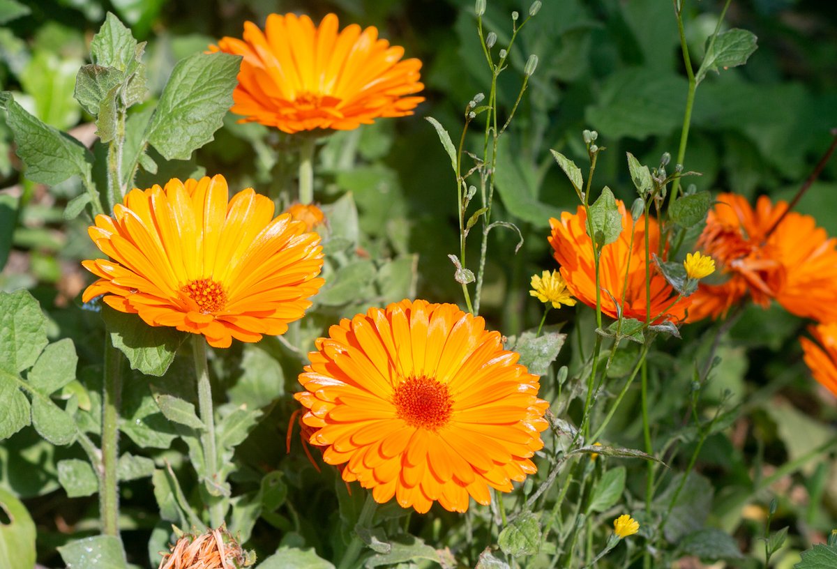 Pot marigold growing in a home garden