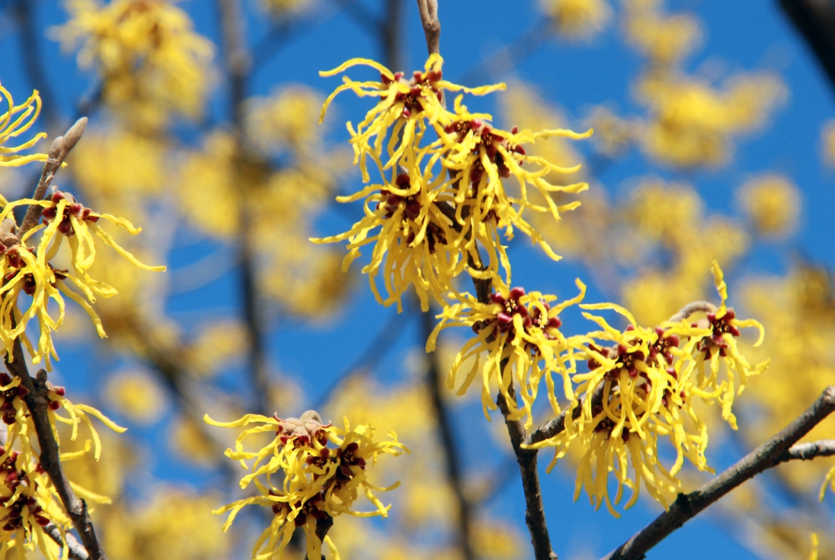 Witch hazel branch with yellow flowers