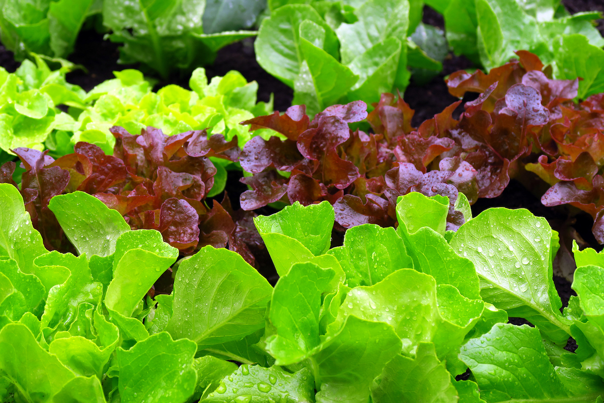 lettuce growing in a home garden planted in september