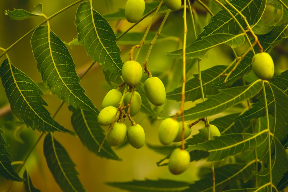 neem oil plant with green fruit