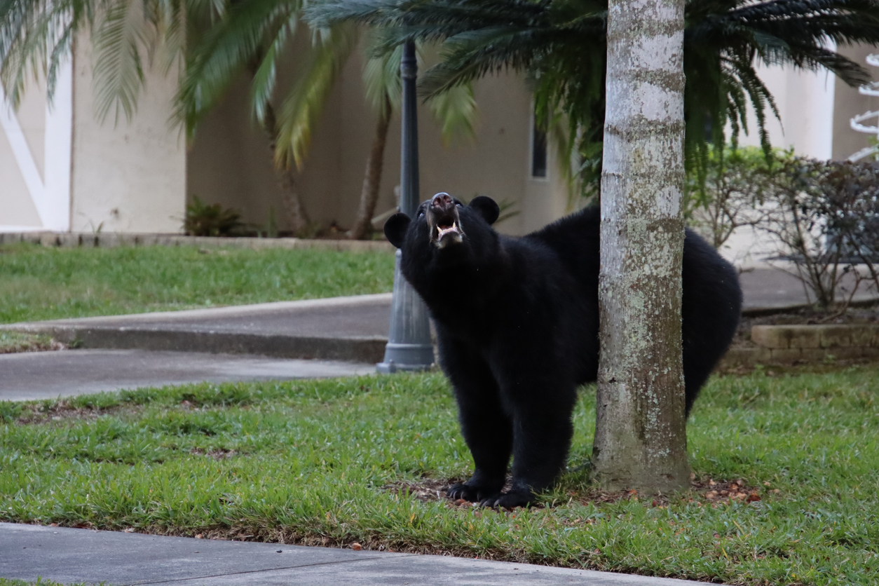 black-bear-rubs-against-a-tree-in-a-Florida-neighborhood