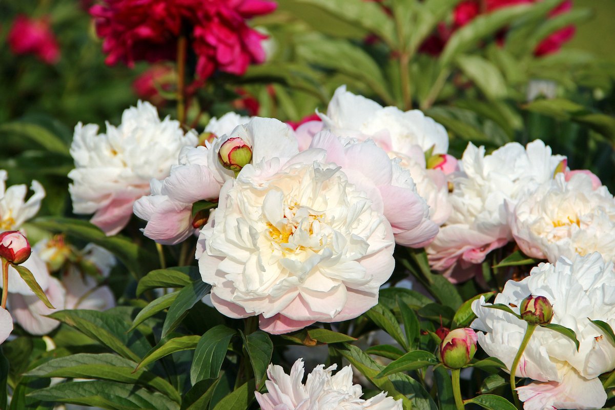 Light pink peonies growing in a home garden.