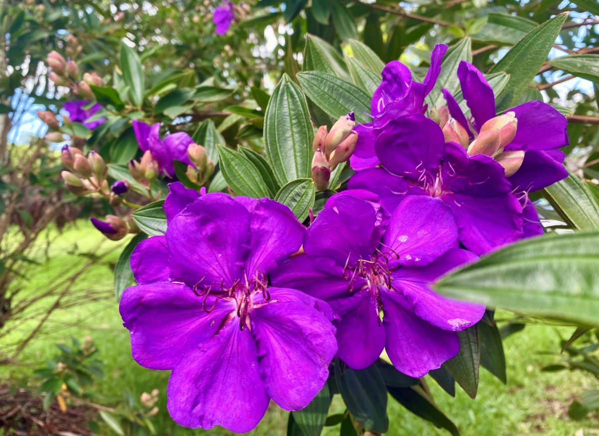 Large purple flowers