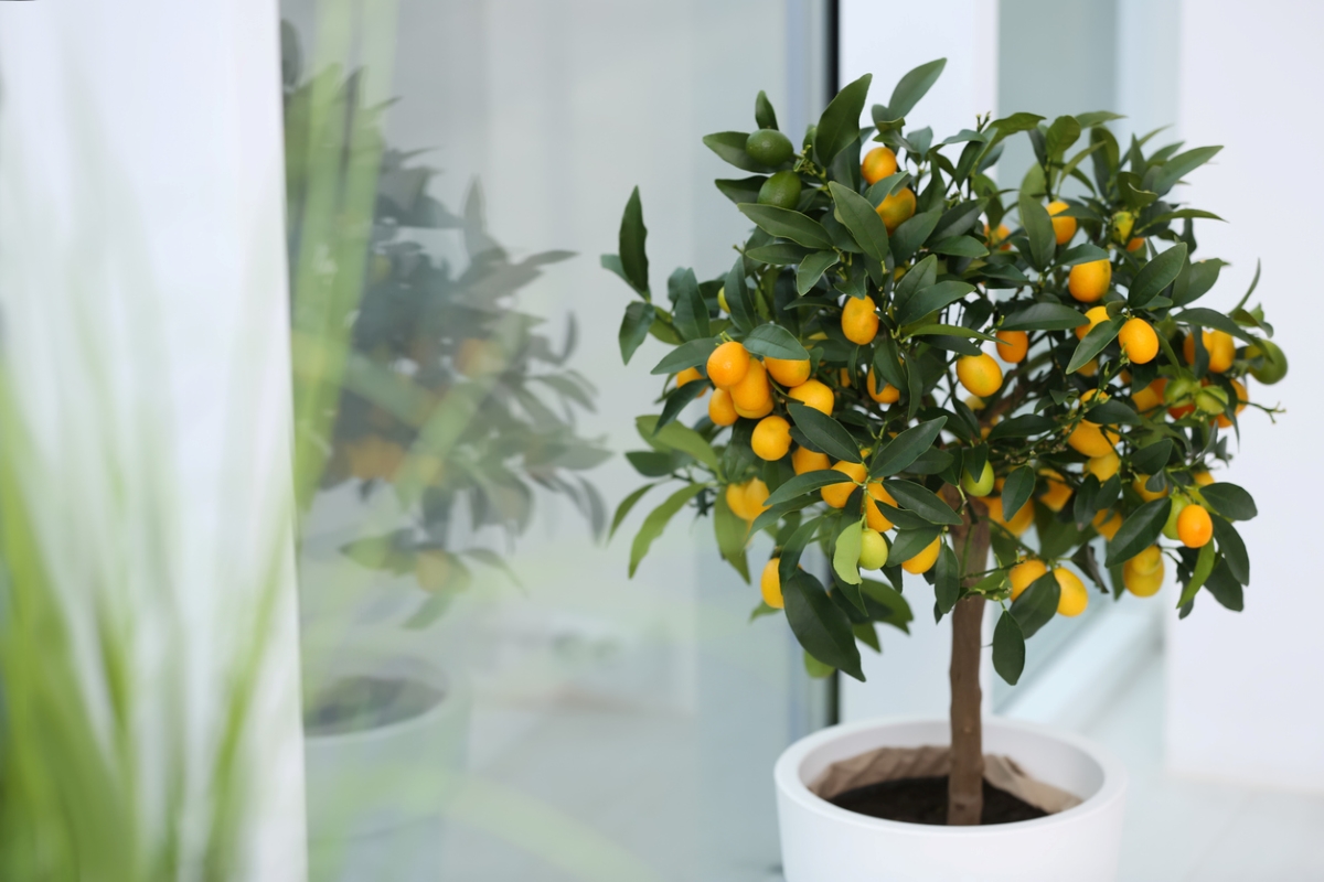 Tree with kumquat fruit in container
