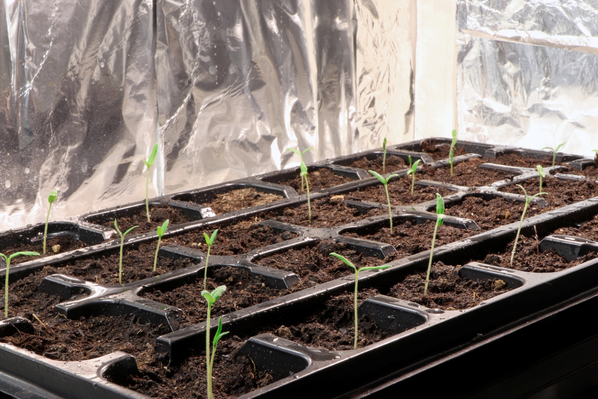 Plant seedlings growing in foil lined box