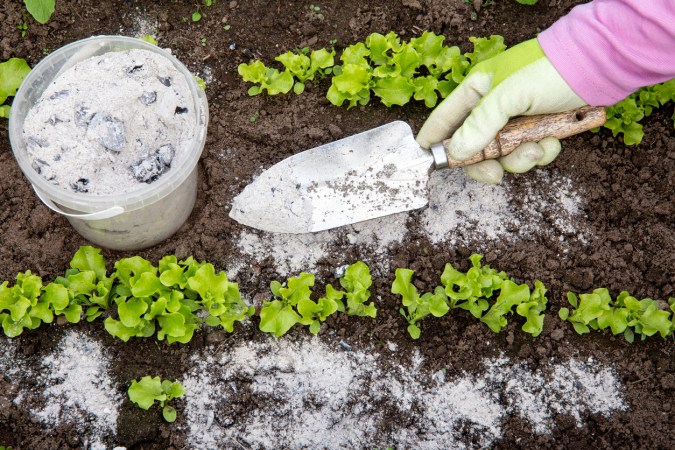Gloved gardener hand spreads wood ash into garden with silver shovel.