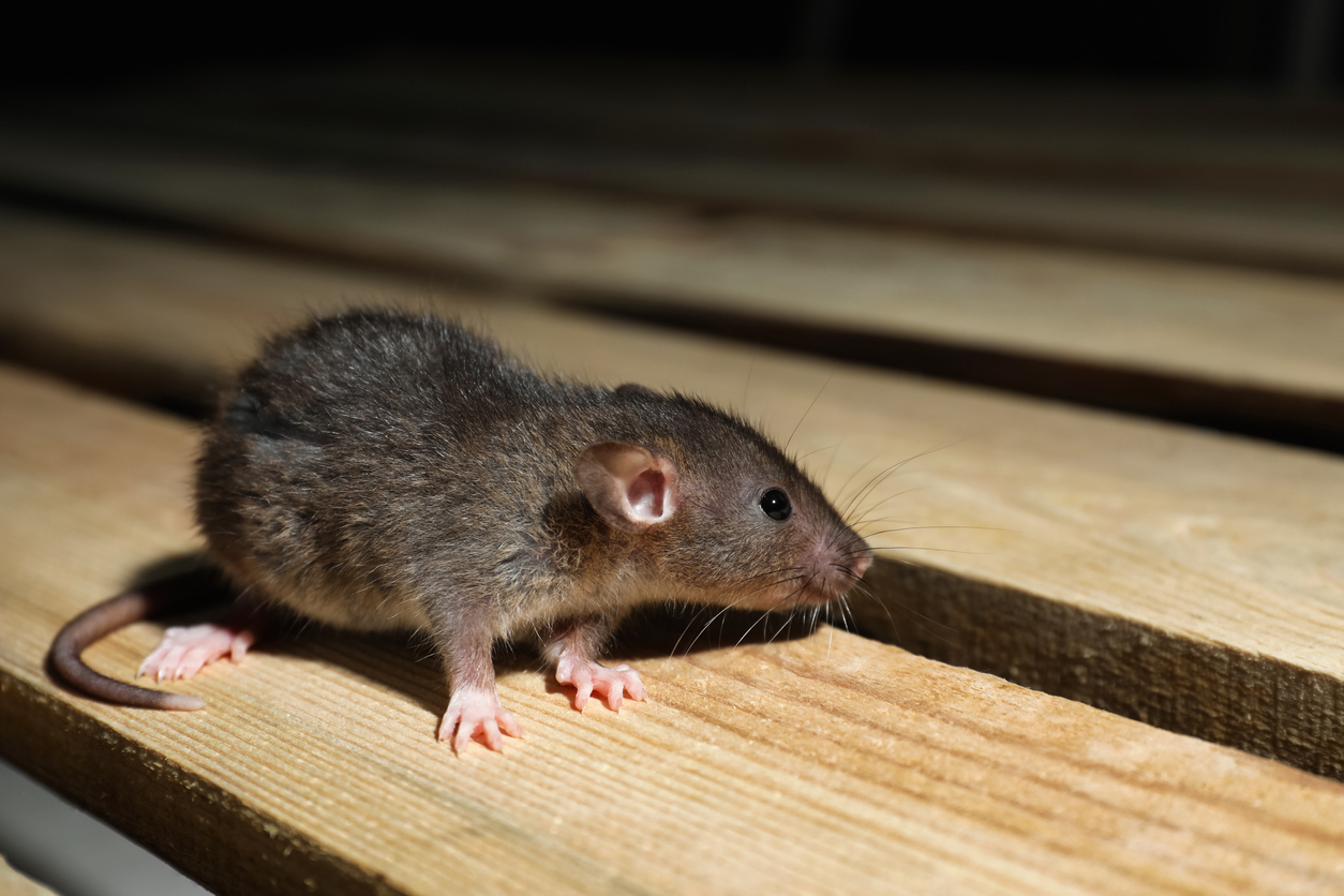 small mouse on wood slats