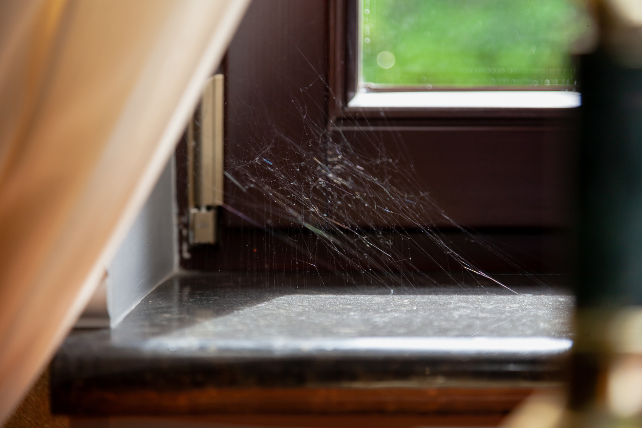 small-cobweb-with-sunlight-reflection-in-a-window-sill