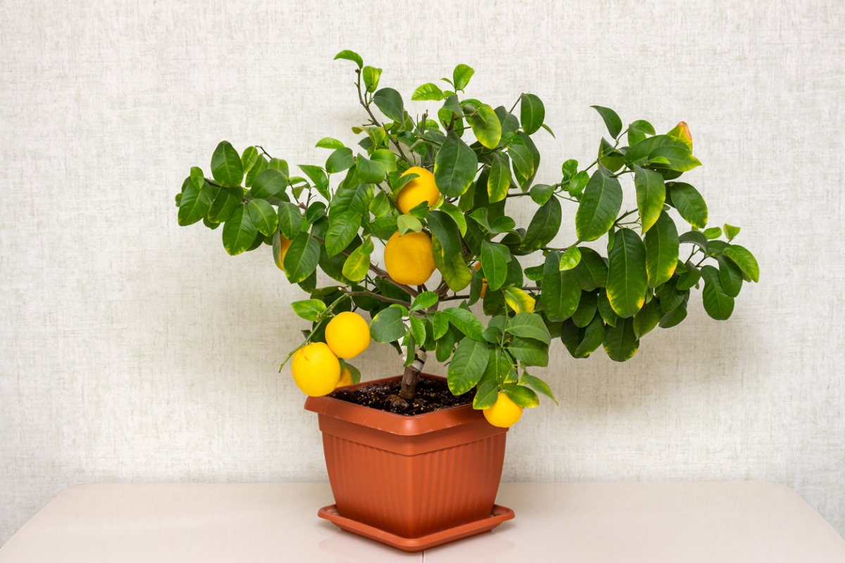 Dwarf lemon tree in container