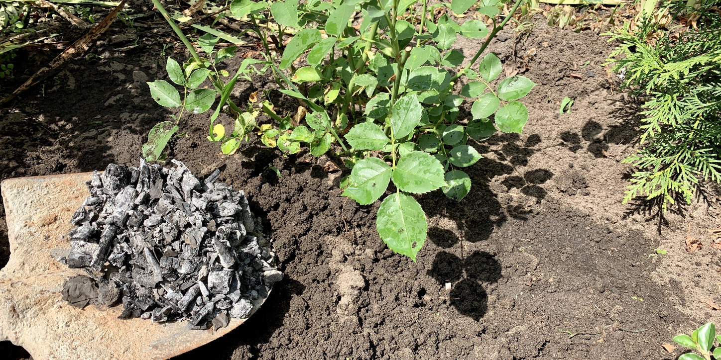 Shovel lifts wood ash to row of green plants in garden plot.