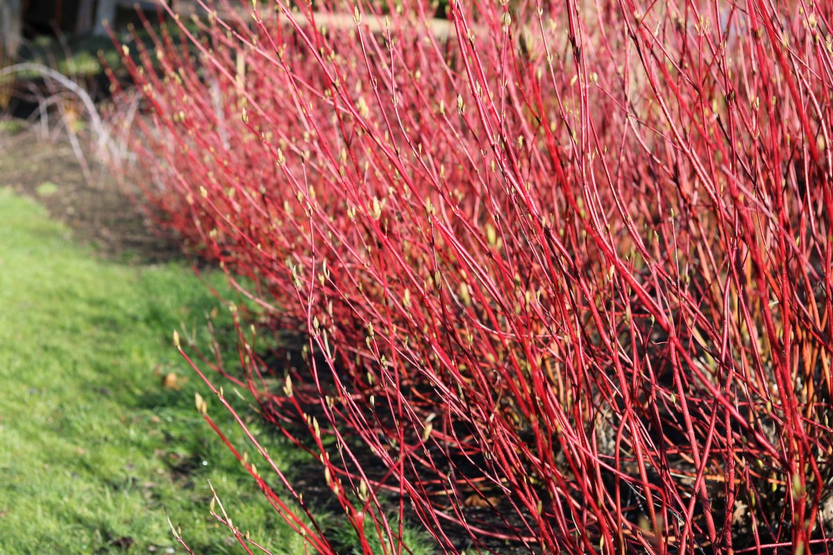Red twig dogwood growing in a home landscape.