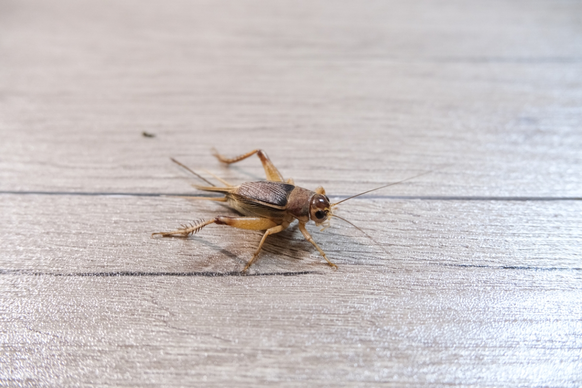 Brown cricket on wood floor