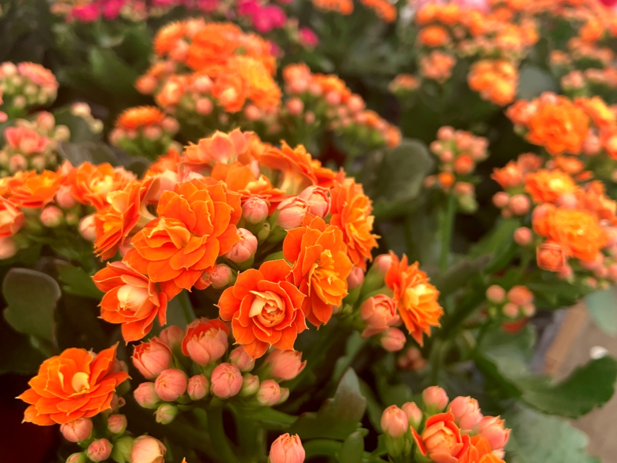 Orange Kalanchoe flowers