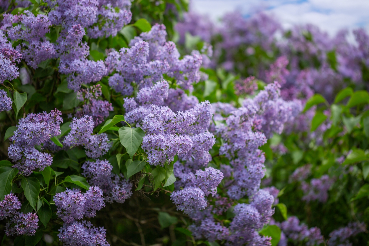 Large lilac flowering bush