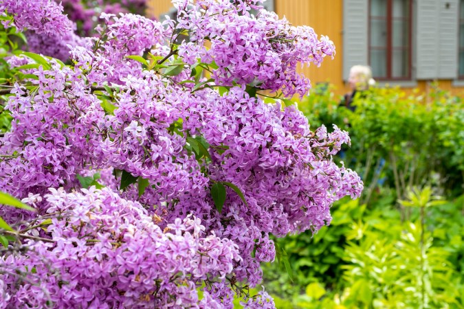 purple lilac shrub in front of suburban home