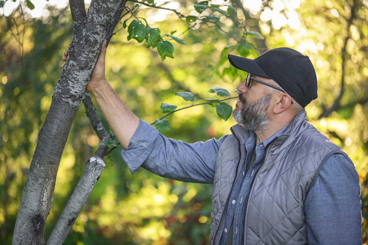 gardener in vest and cap holding the branch of a tree while inspecting it