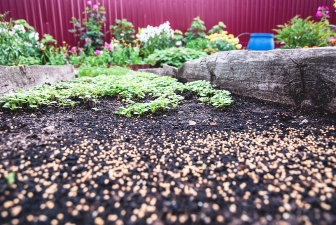 How to Use Straw Mulch for Vegetable Gardening