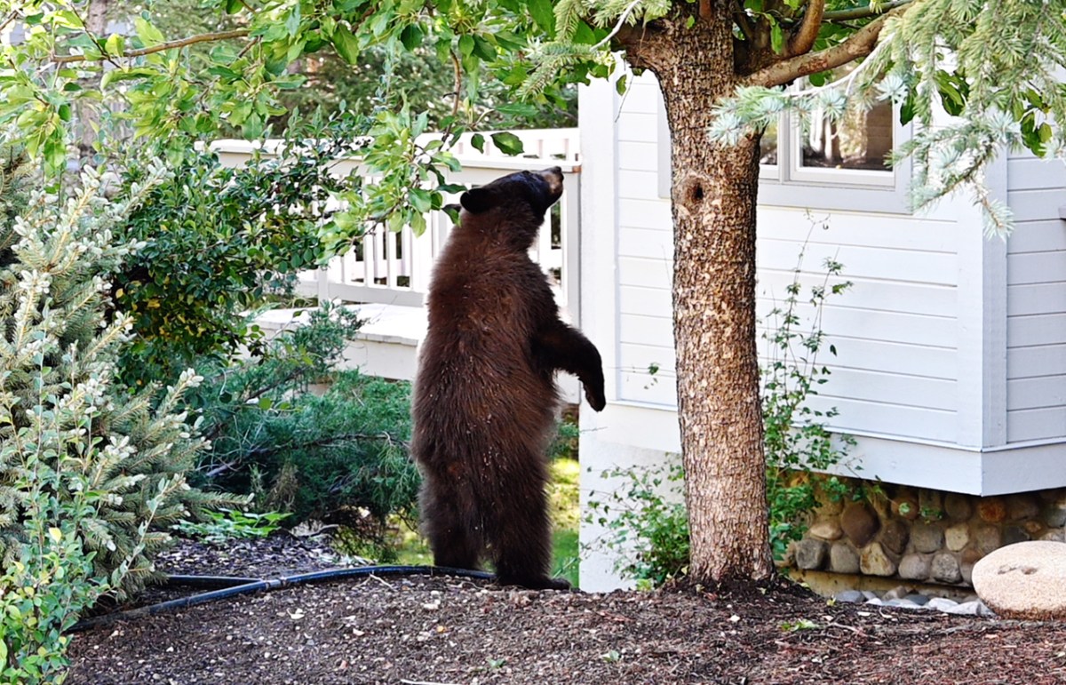 Young black/brown bear standing by tree in the back yard., looking into the window.