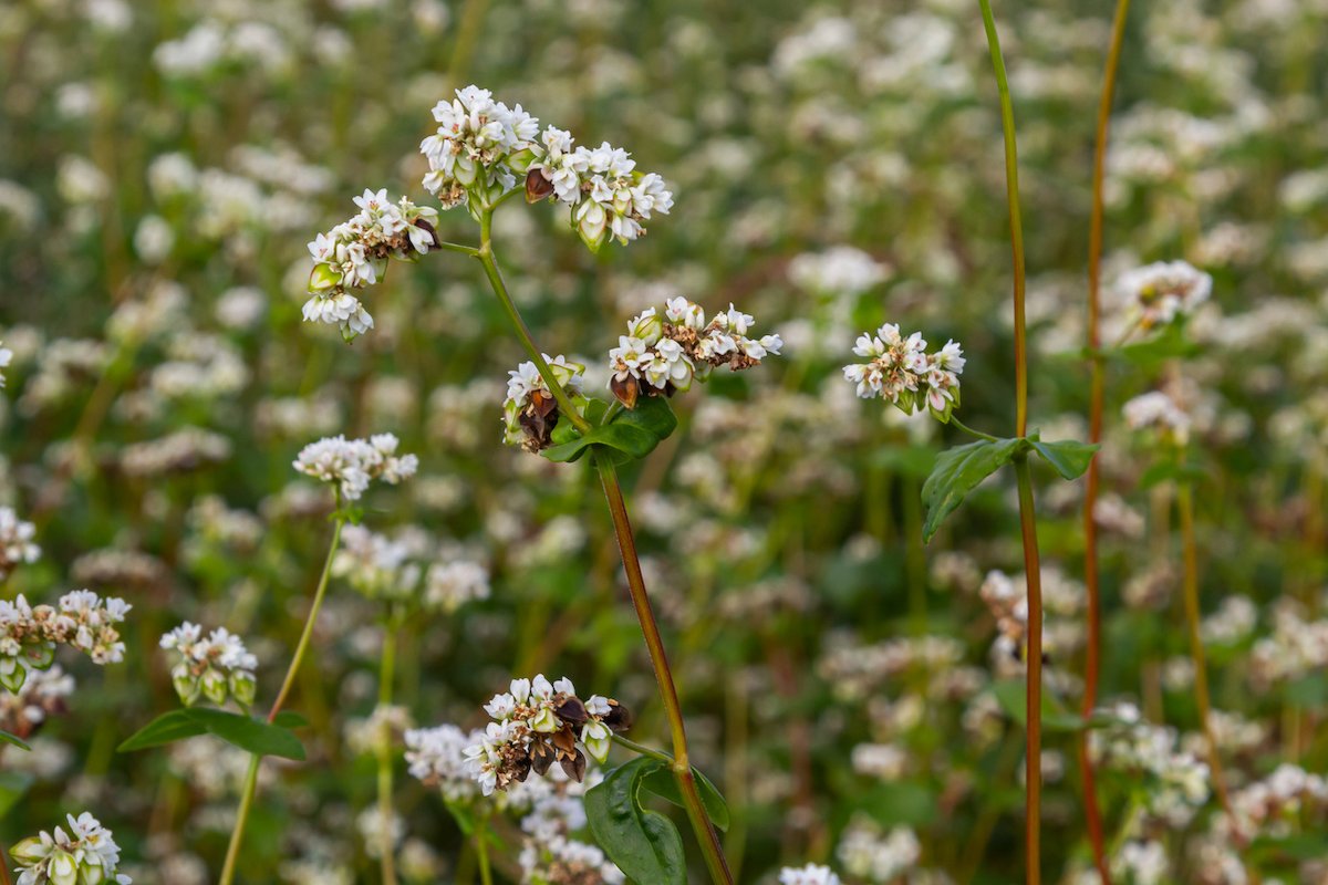 Buckwheat cover crops planted in September in a home garden.