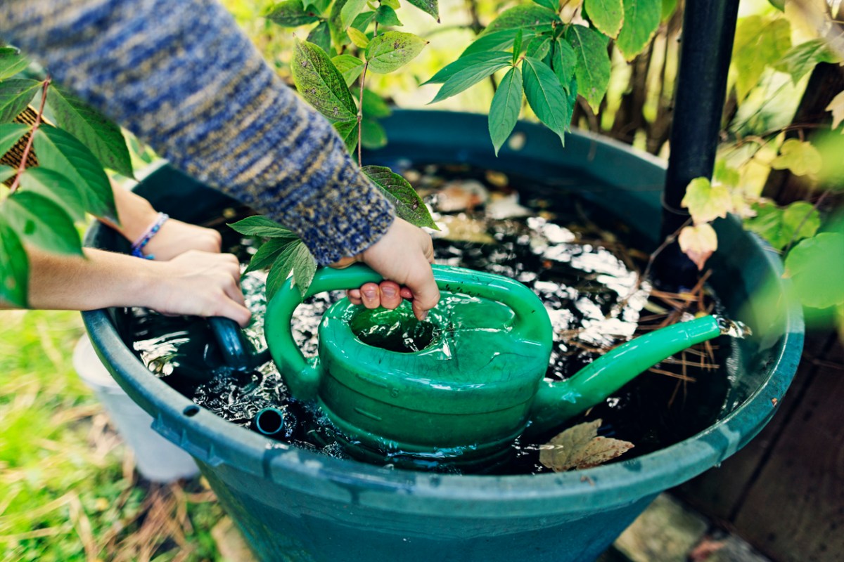 The Great Debate: Is It Safe to Use Rain Barrel Water in Your Vegetable ...