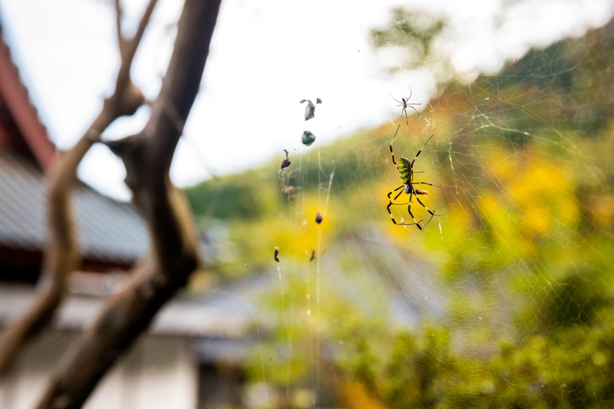 Spider with fall trees in background