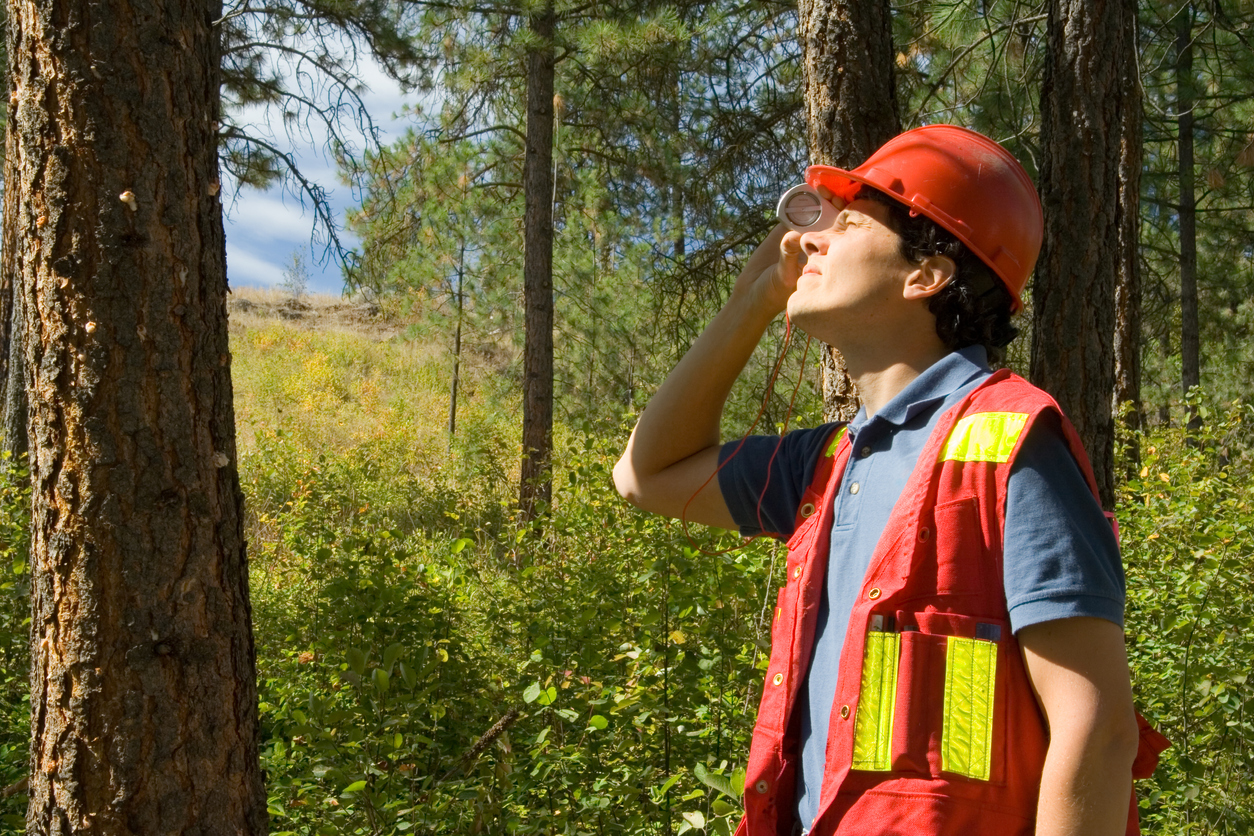 forester in utility vest inspecting tree in forest