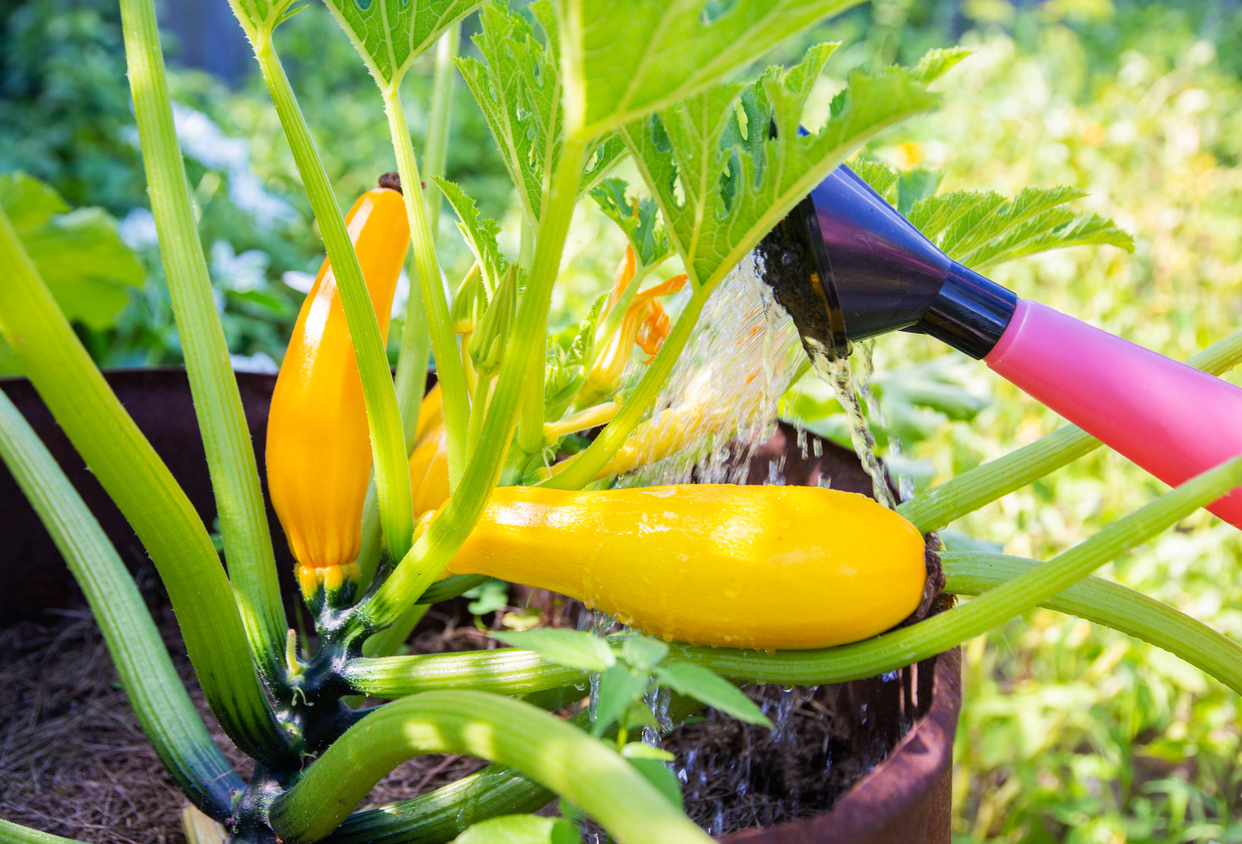 close view of squash plant with yellow zucchini growing in pot and being watered with spout of red watering can