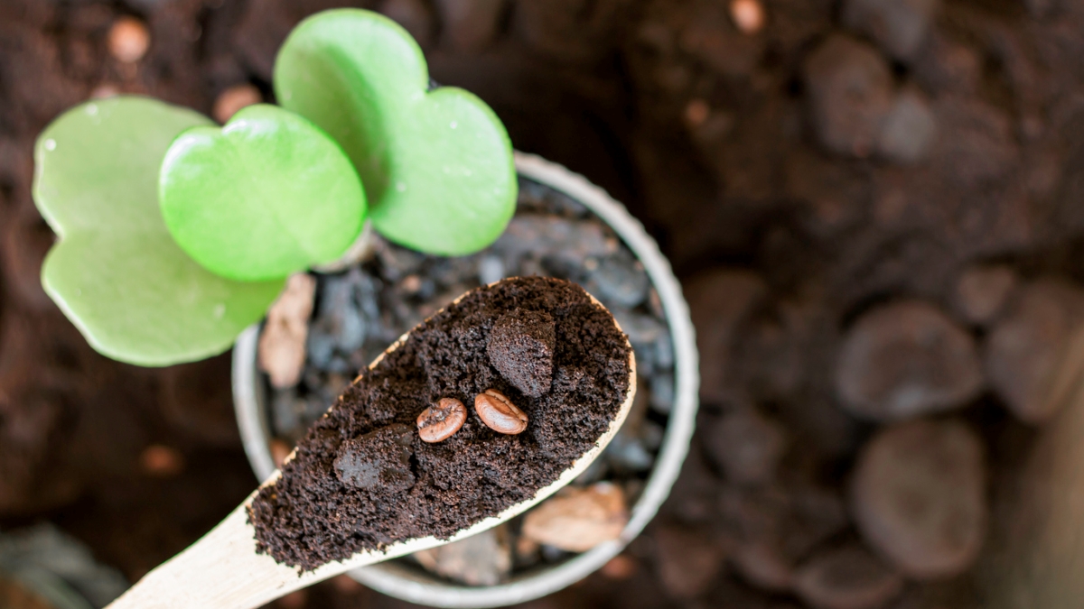 Using coffee grounds to fertilize plant