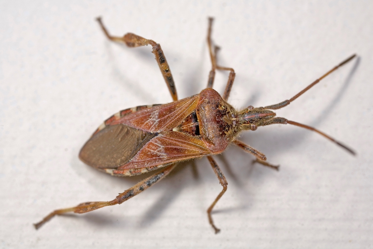 Close up of western conifer seed bug