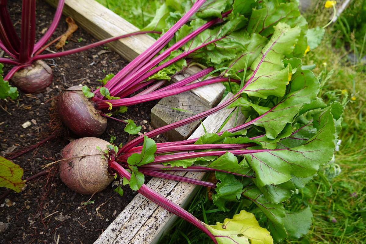 beets harvested out of a home garden