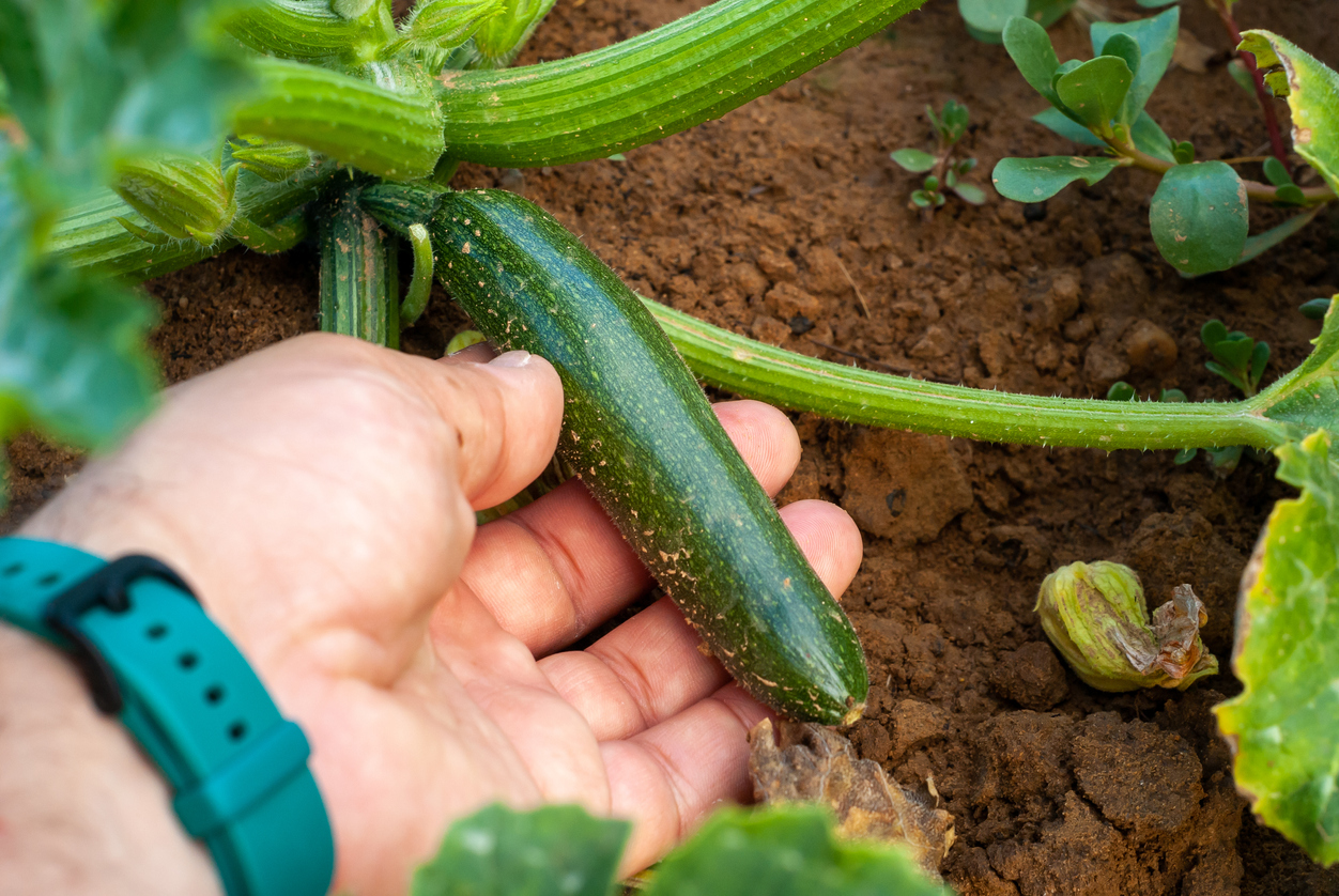 close view of farmer's hand picking a green zucchini squash from the plant
