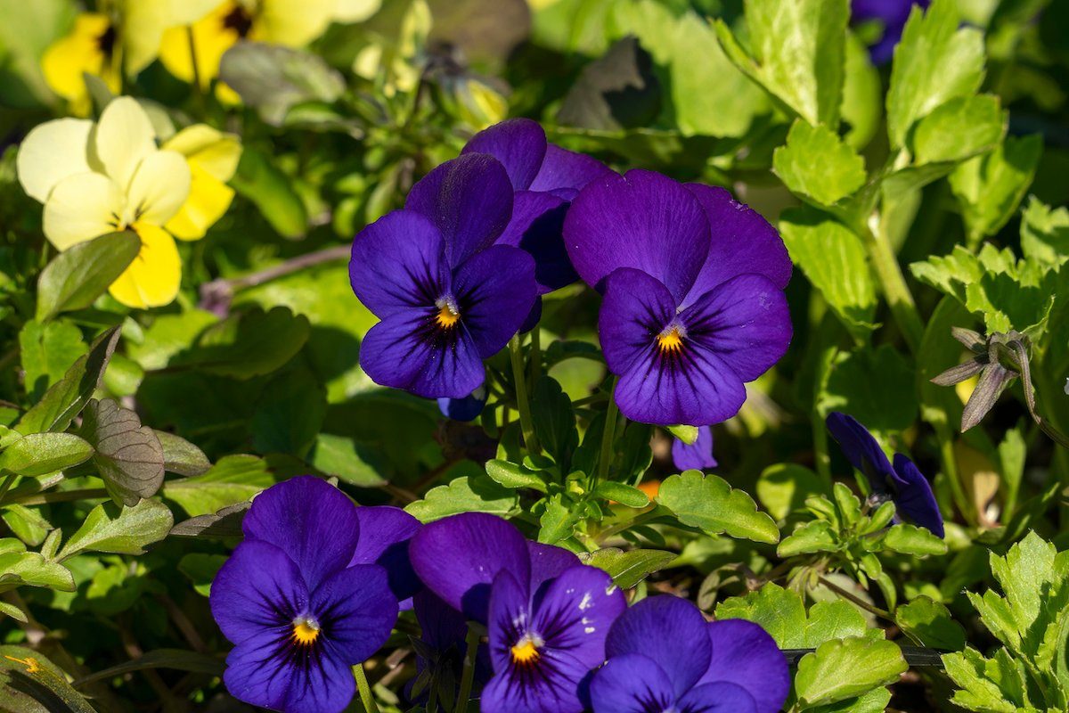 Purple pansies growing in a home garden planted in September