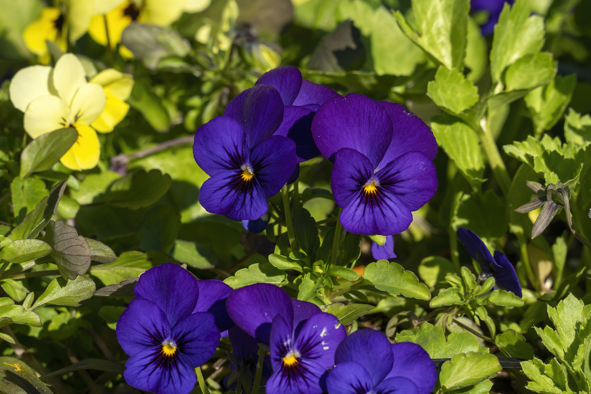pansies growing in a home garden planted in september