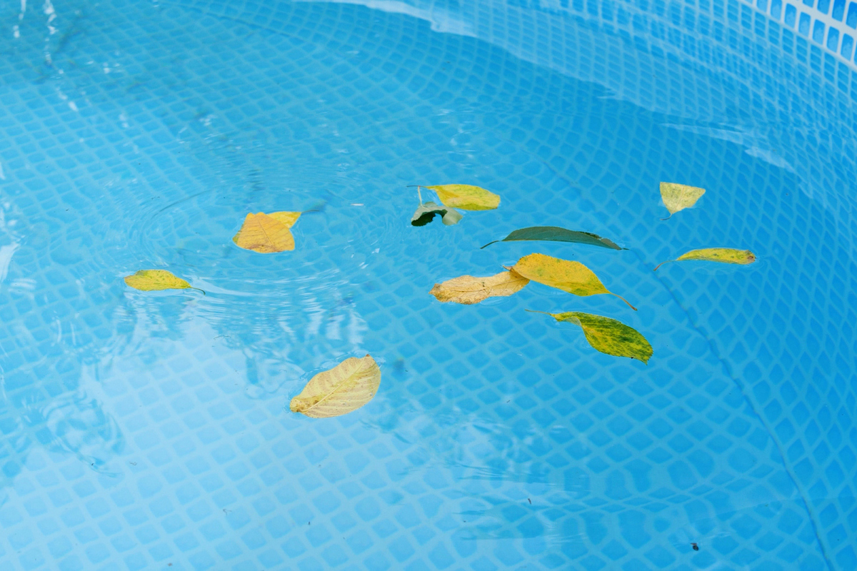 fallen leaves floating in a residential outdoor swimming pool
