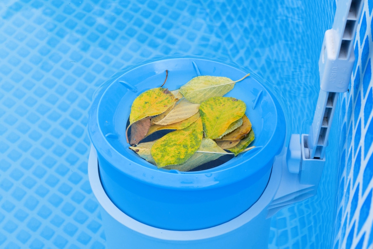 Yellow leaves in swimming pool skimmer