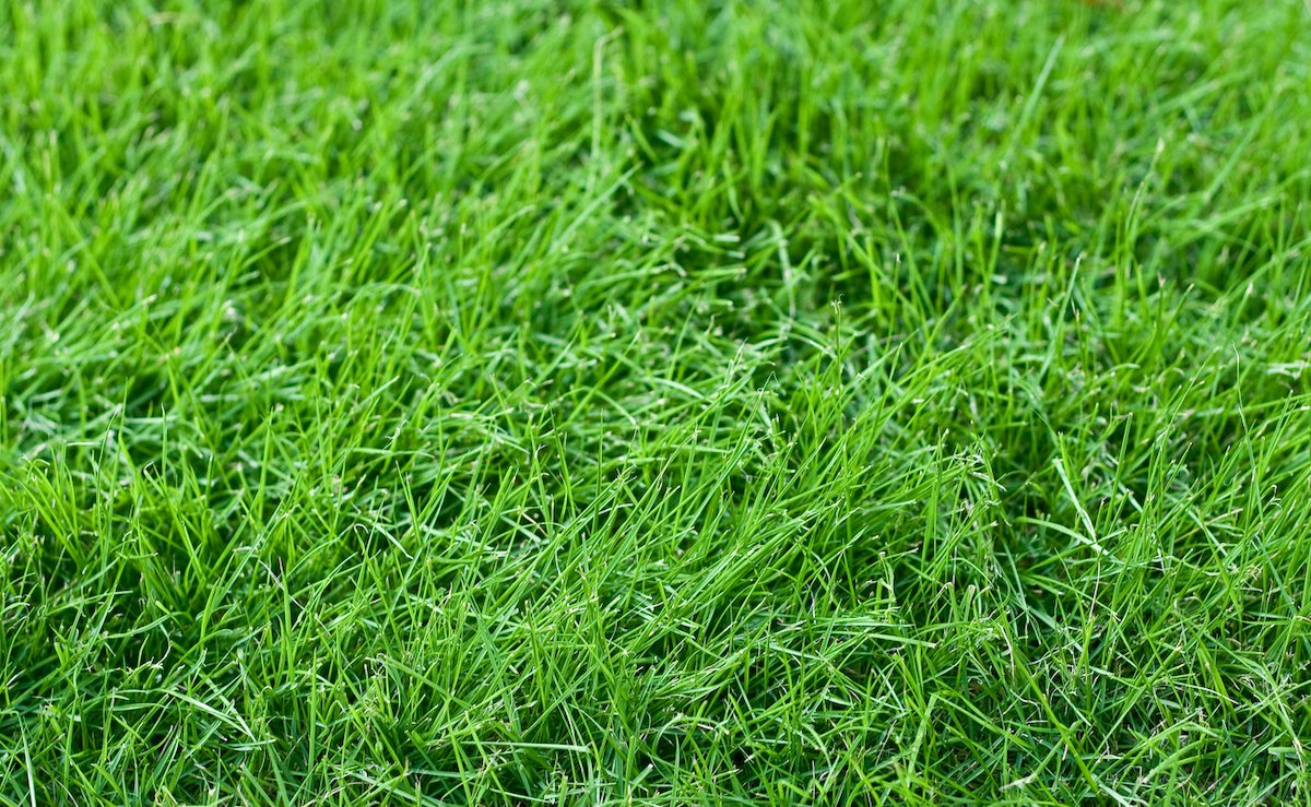 Fescue grass planted in September growing in a home landscape.