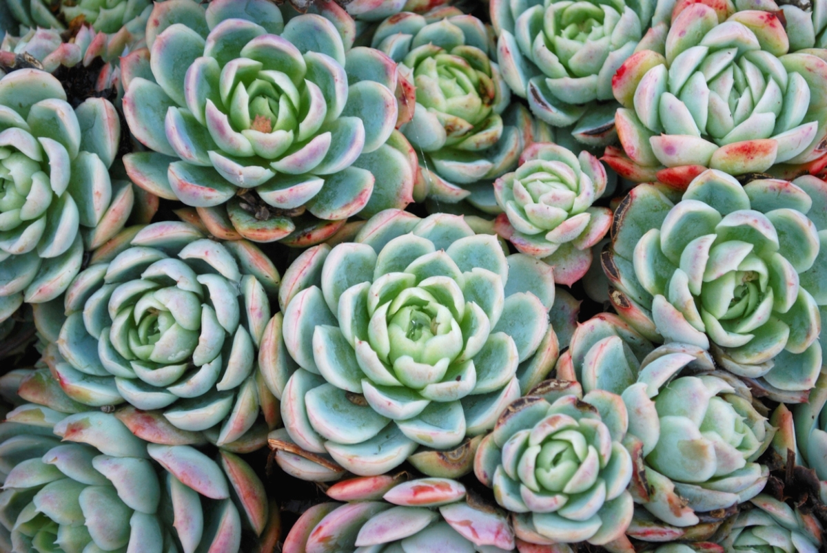 Succulent plants with red tips